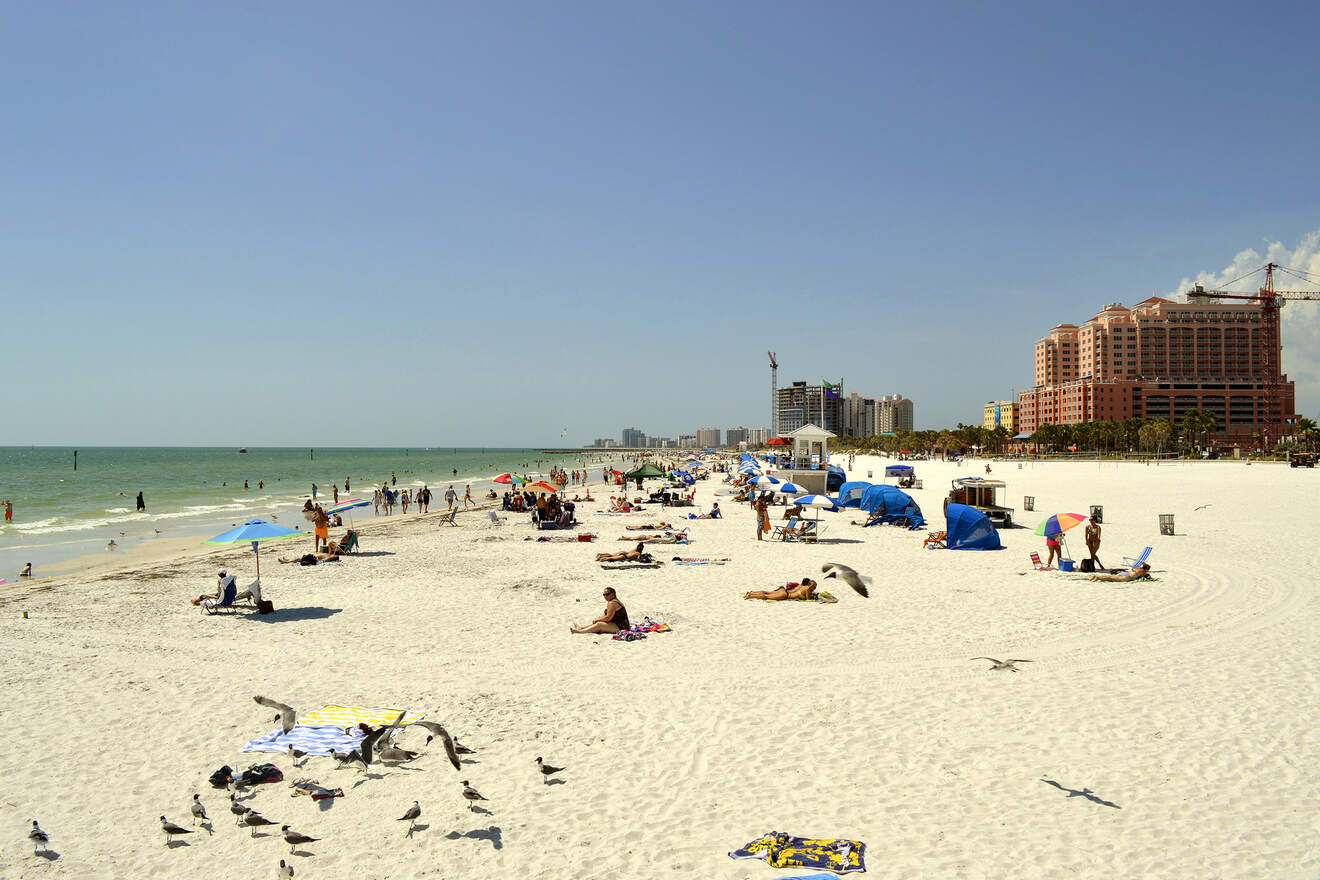 people and birds on long beach